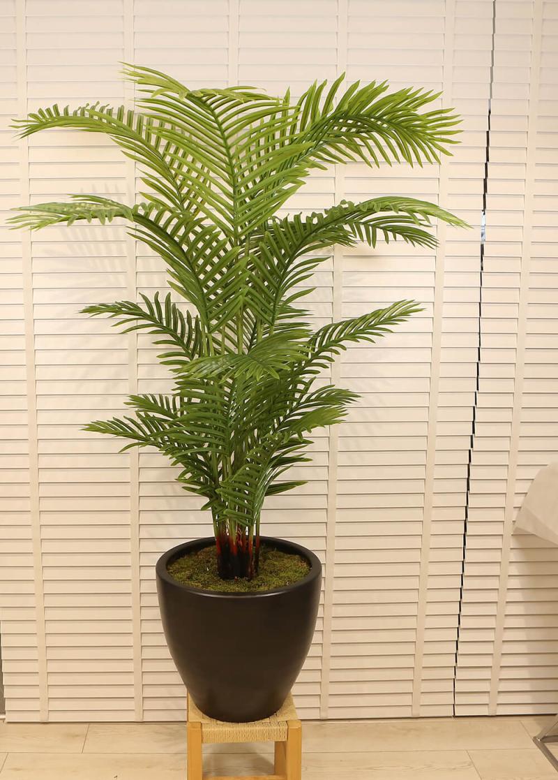 Fenix Ağaç Büyük